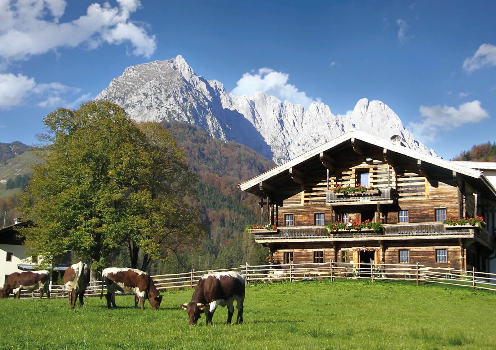 Schaukäserei Wilder Käser in Kirchdorf in Tirol