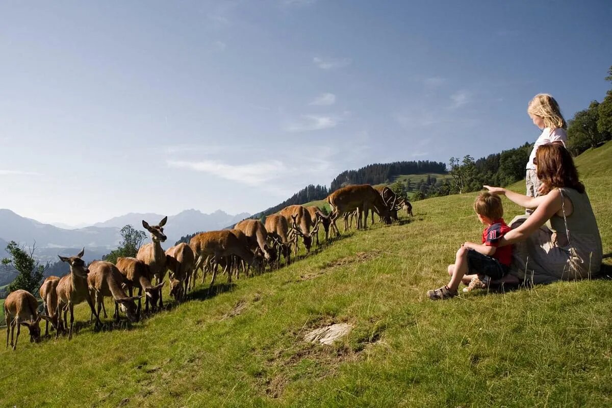 Familie beobachtet die Hirsche im Wildpark Aurach